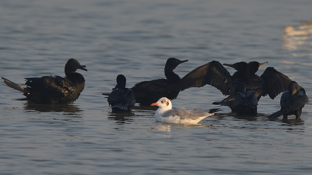 Gaviota Centroasiática - ML645636827