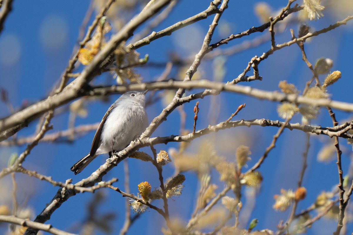 Blue-gray Gnatcatcher - ML645636873