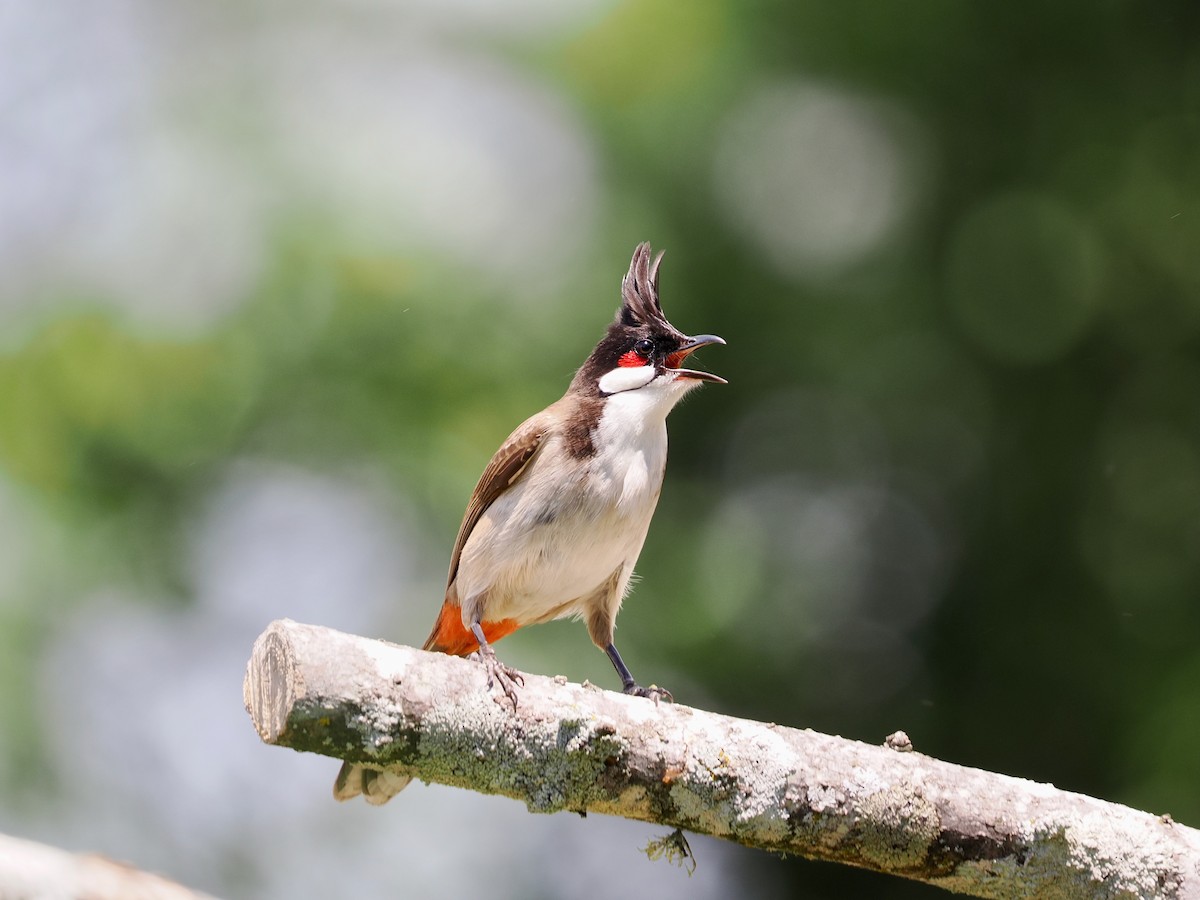 紅耳鵯 - ML645636874