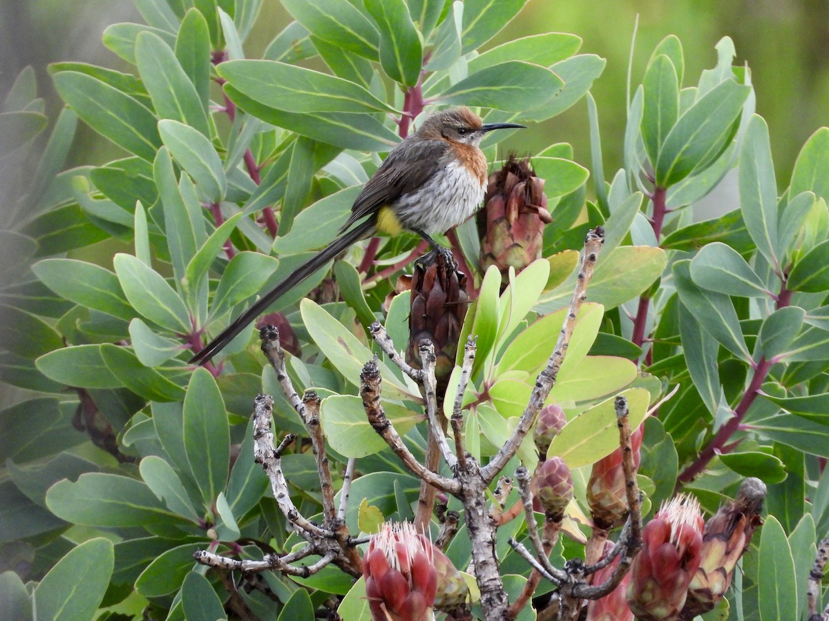 Gurney's Sugarbird - ML645636875