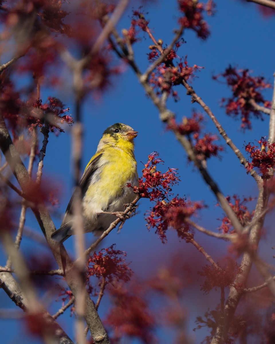 American Goldfinch - ML645636876