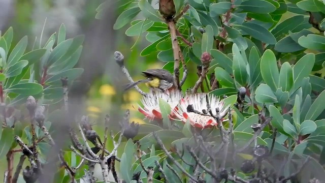 Gurney's Sugarbird - ML645636877