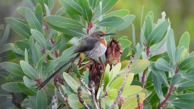 Gurney's Sugarbird - ML645636878