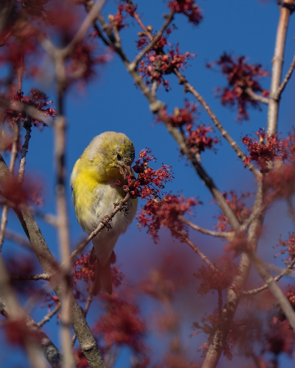 American Goldfinch - ML645636879