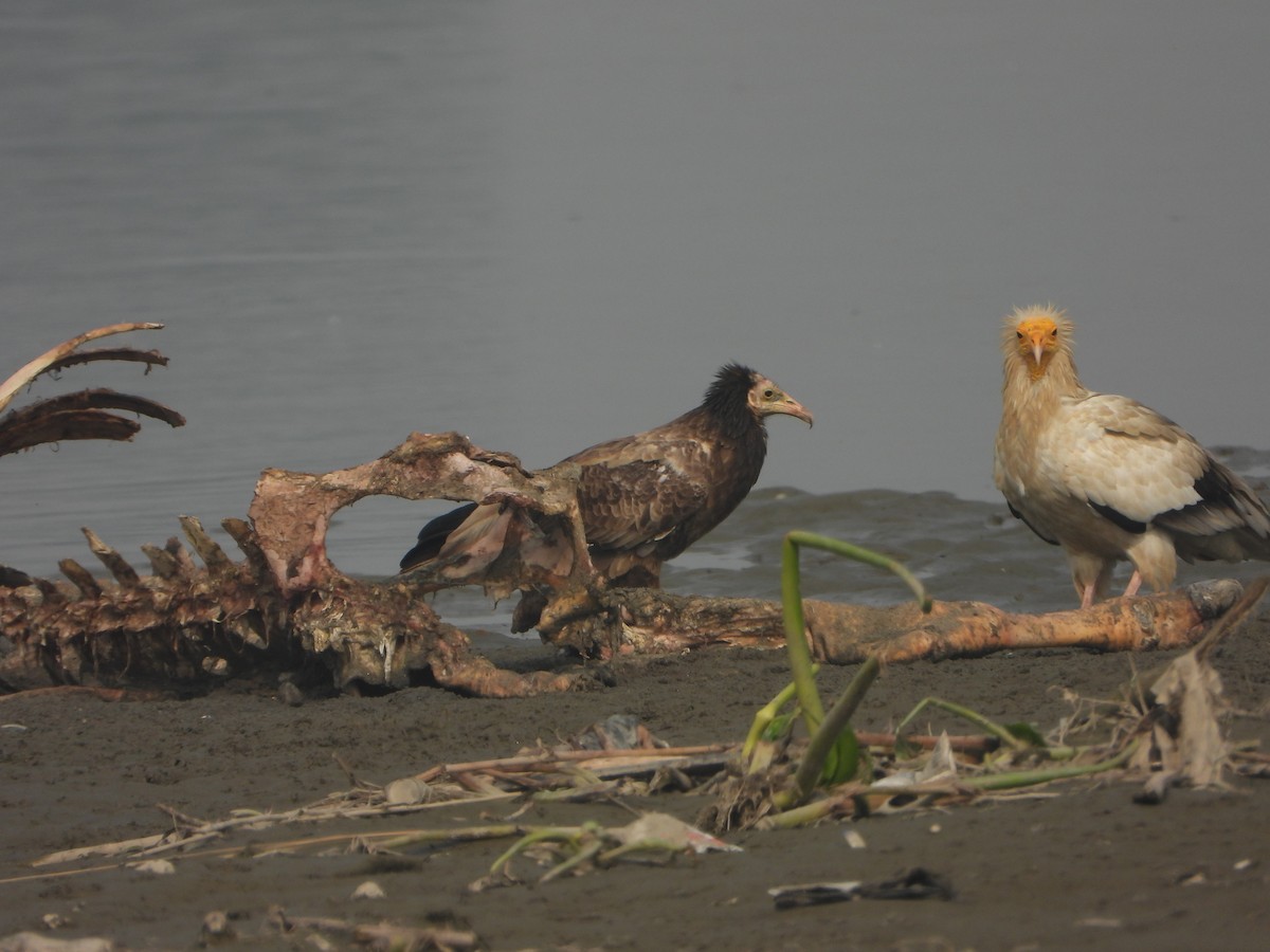 Egyptian Vulture - ML645636880