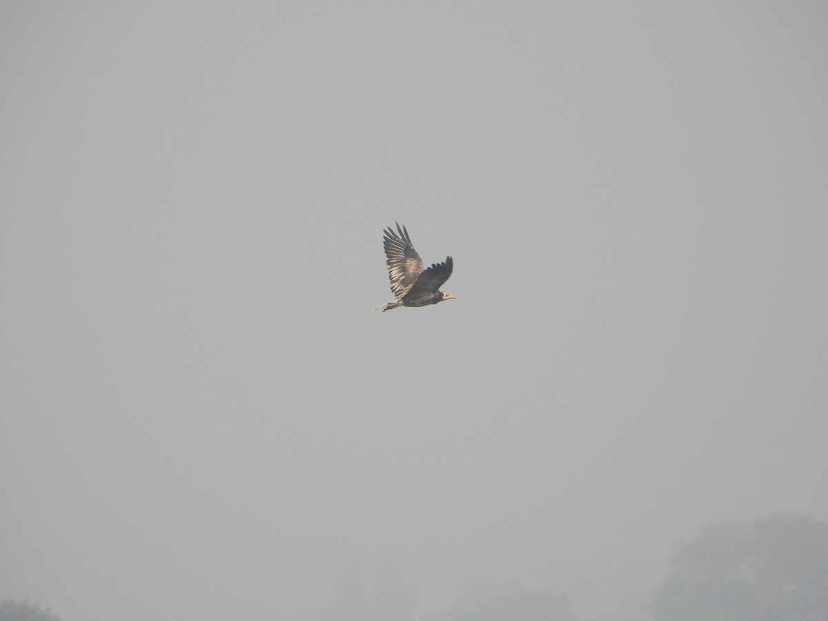 Egyptian Vulture - ML645636881