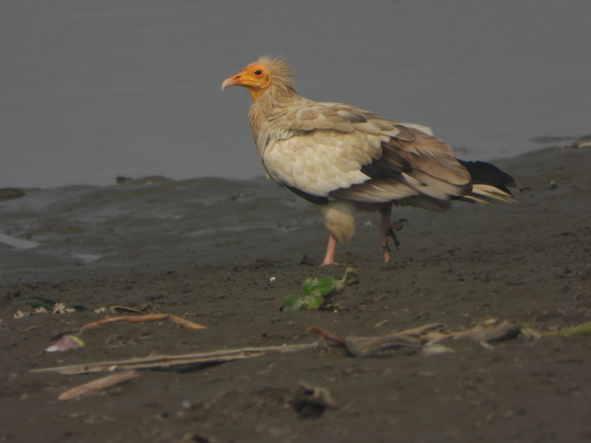 Egyptian Vulture - ML645636882