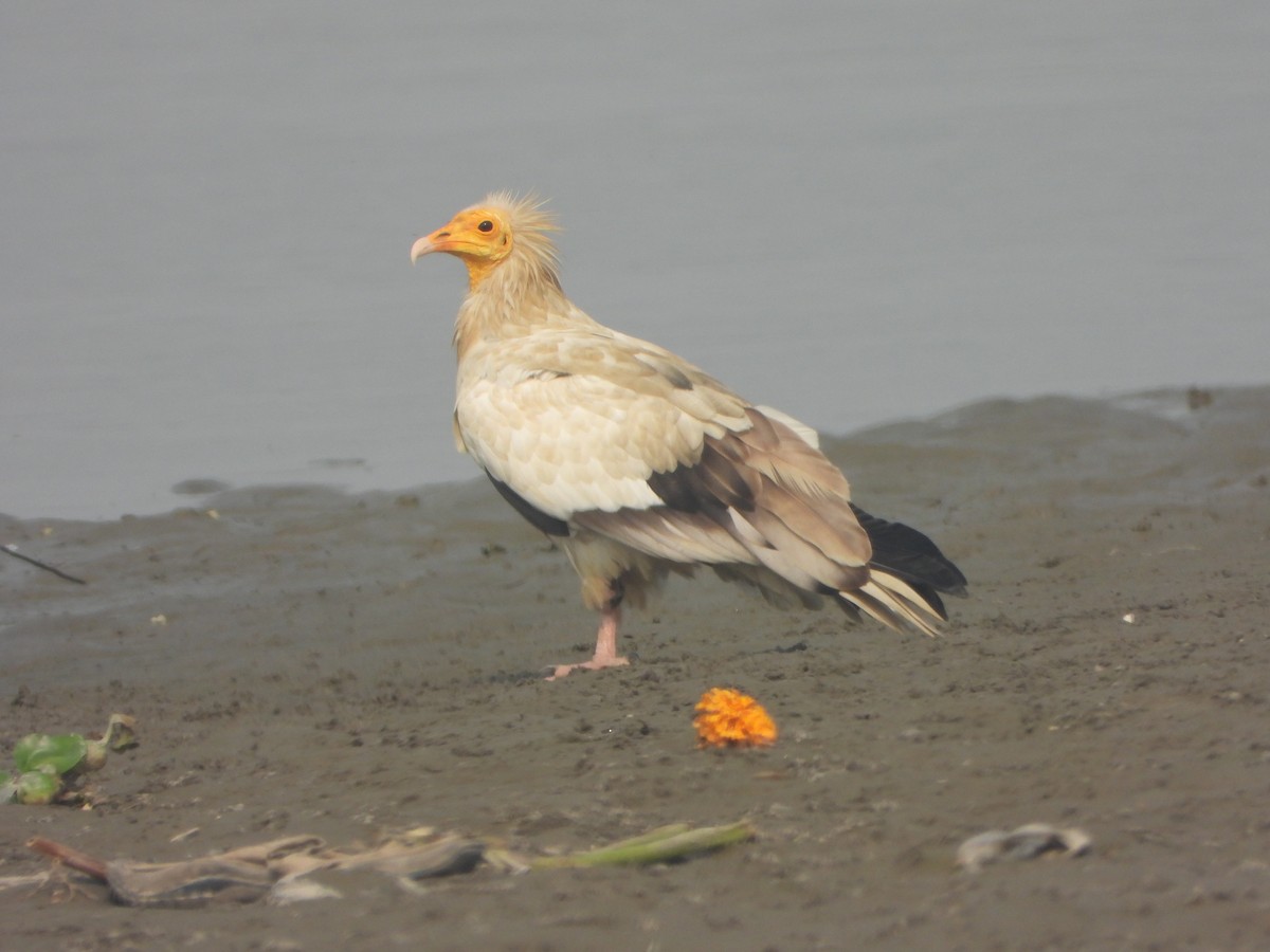 Egyptian Vulture - ML645636883