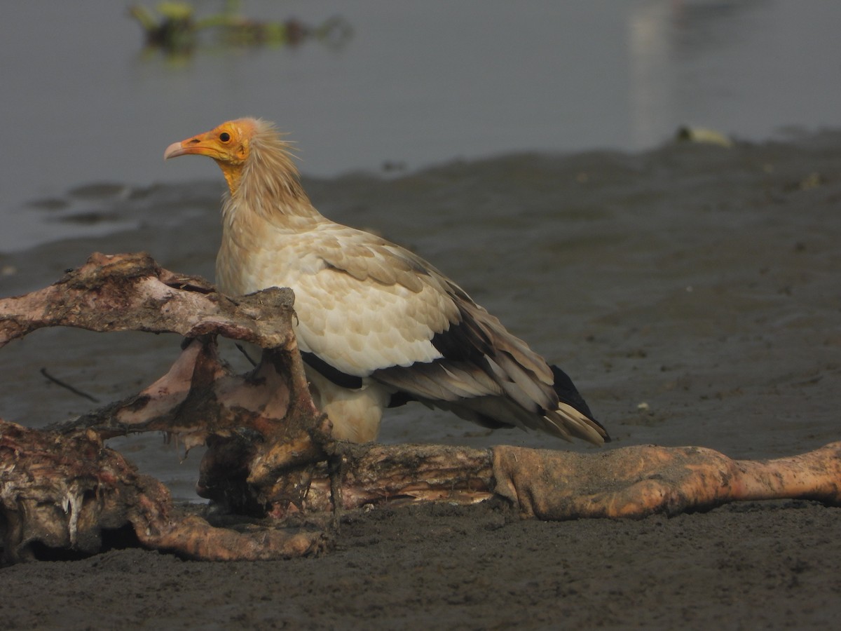 Egyptian Vulture - ML645636884