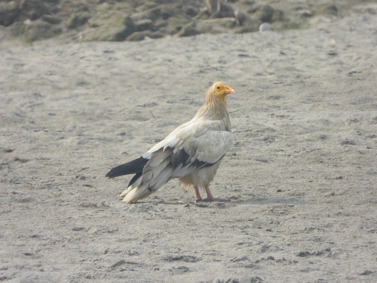 Egyptian Vulture - ML645636885