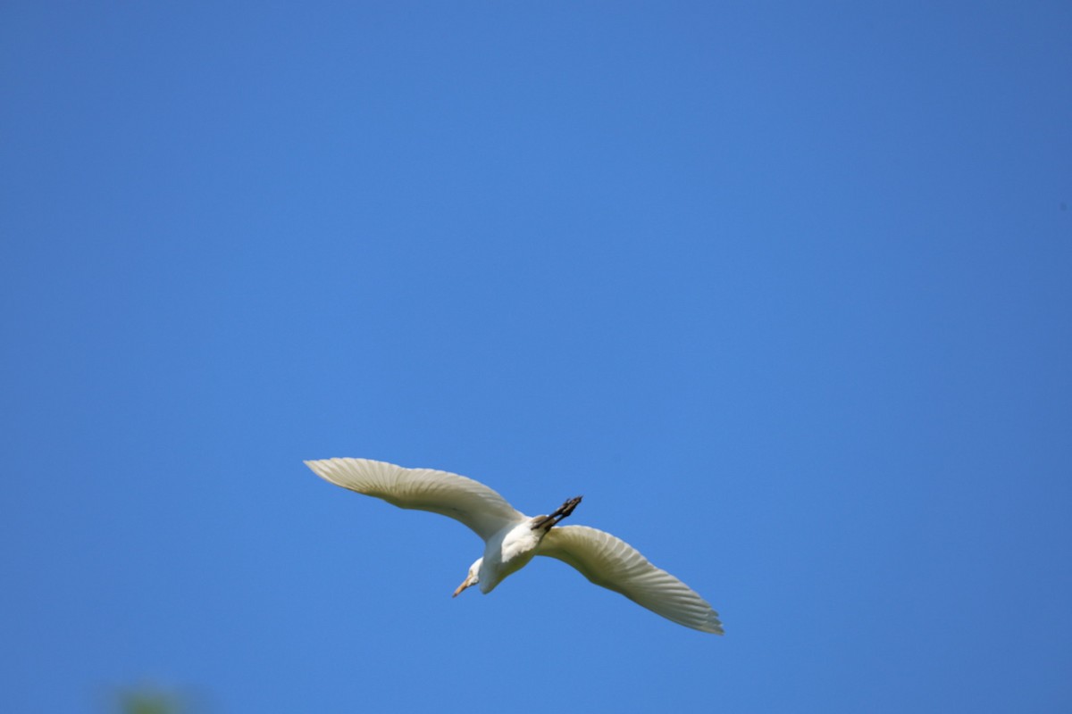 黃頭鷺 - ML645636886