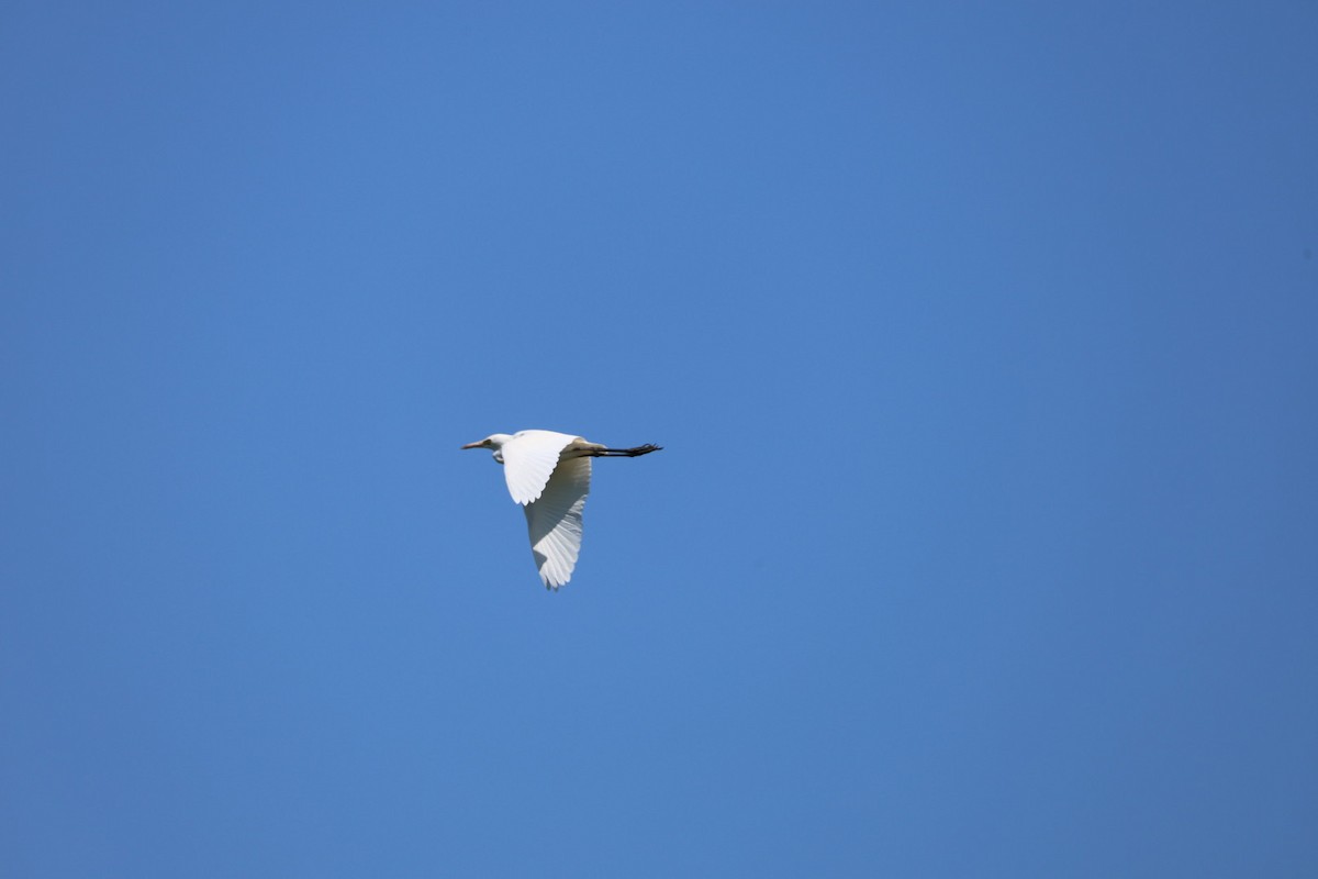 黃頭鷺 - ML645636887