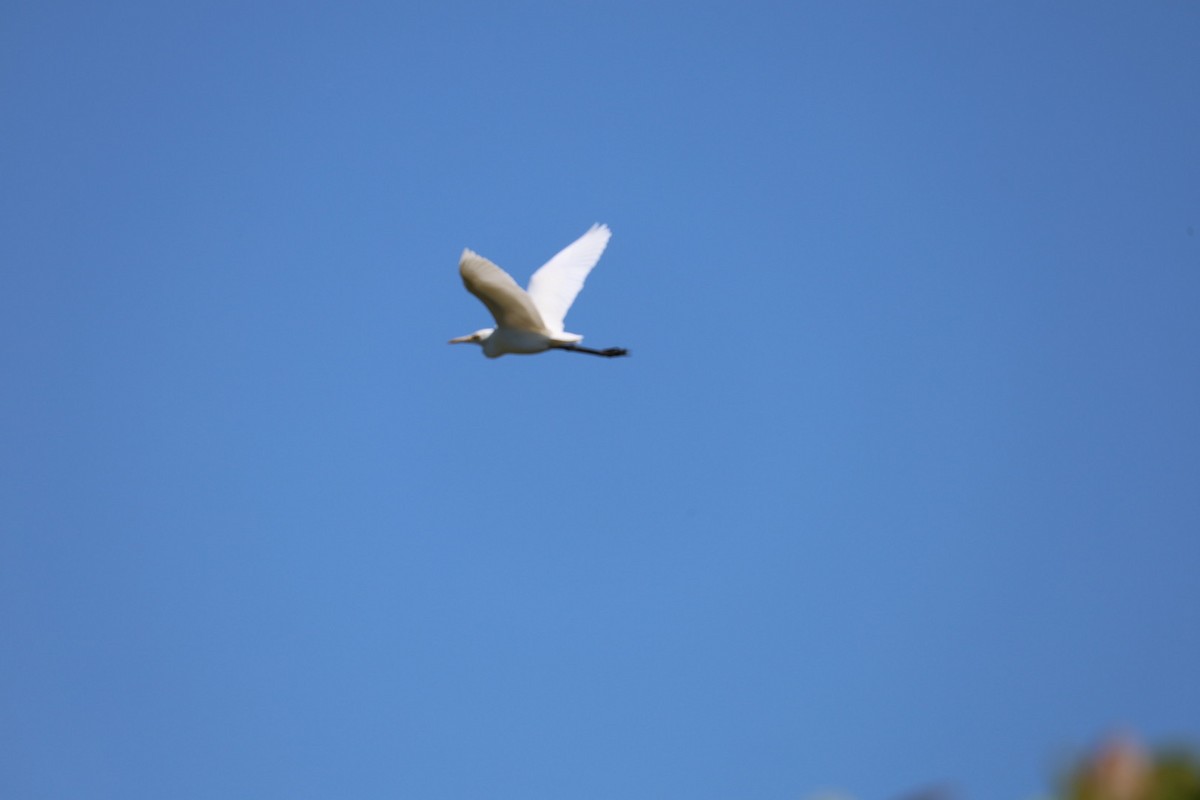 黃頭鷺 - ML645636888