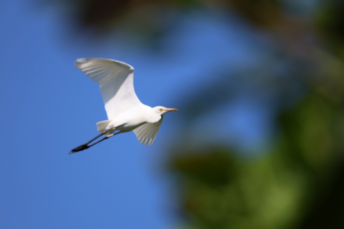 黃頭鷺 - ML645636890