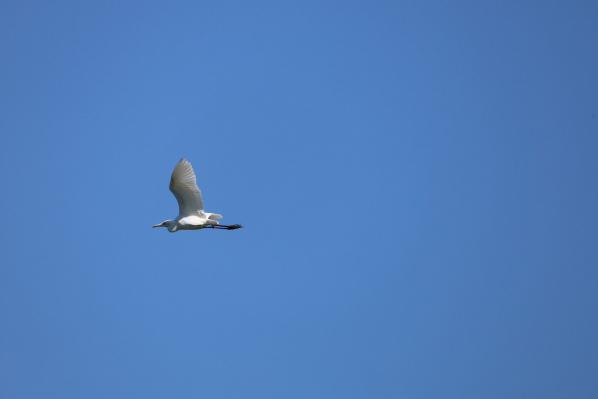 黃頭鷺 - ML645636891