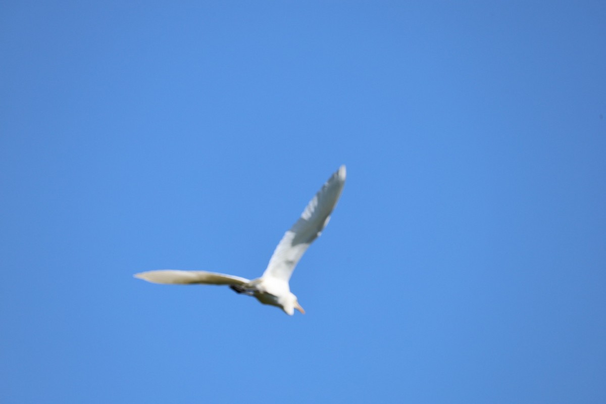 黃頭鷺 - ML645636892