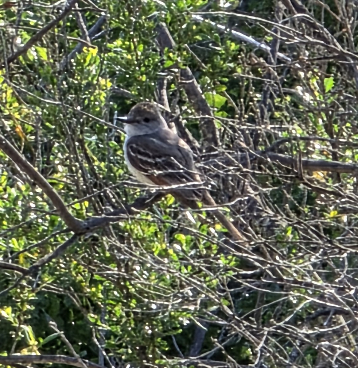 Ash-throated Flycatcher - ML645636893