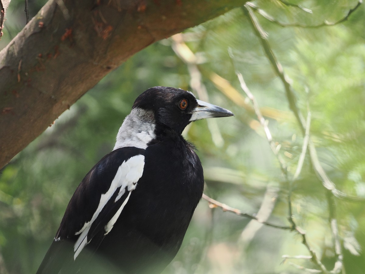 Australian Magpie - ML645636896