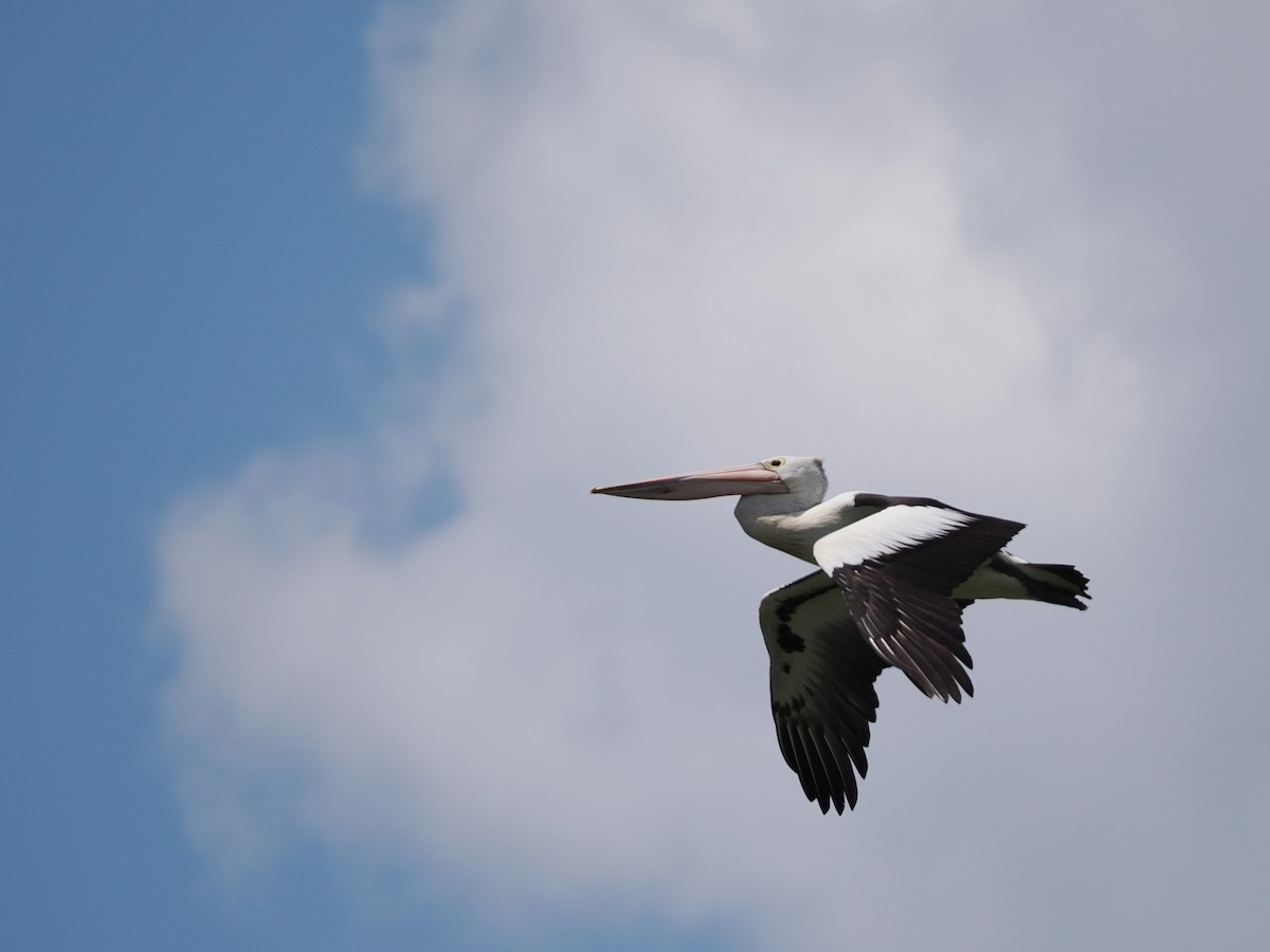 Australian Pelican - ML645636900