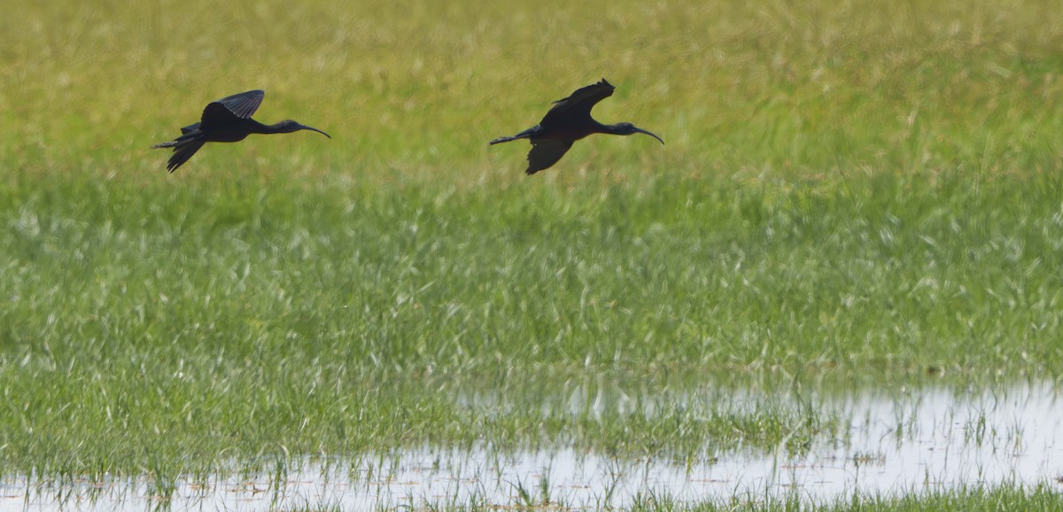 彩䴉 - ML645636901