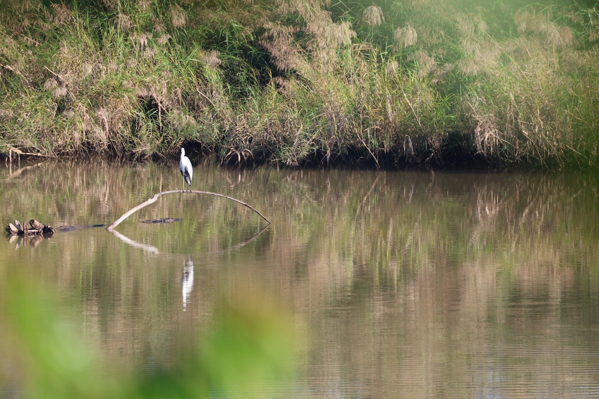 蒼鷺 - ML645636902