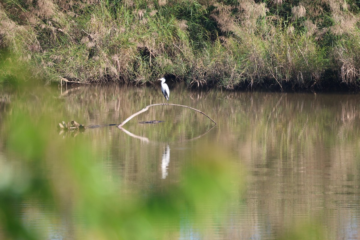 蒼鷺 - ML645636903