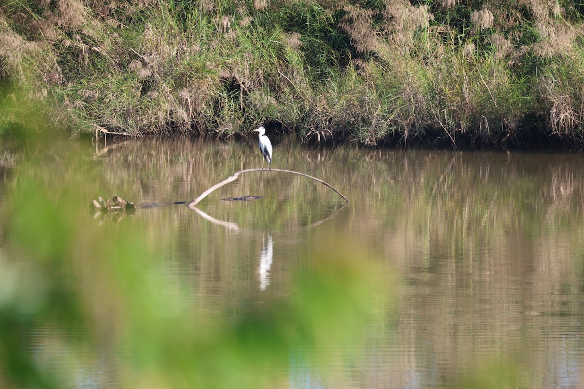 蒼鷺 - ML645636904