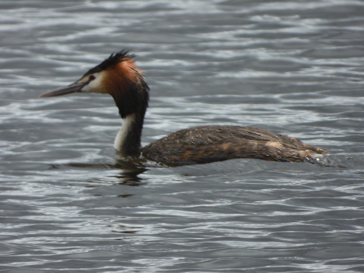 冠鸊鷉 - ML645636905