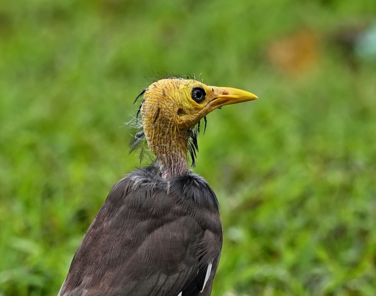 家八哥 - ML645636909