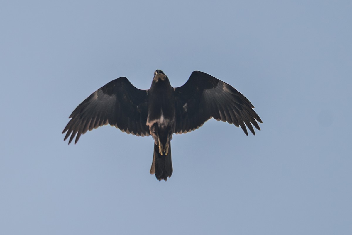 花鵰 - ML645636910