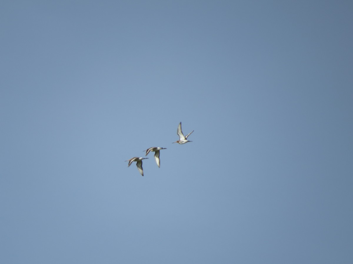 黑尾鷸 - ML645636912