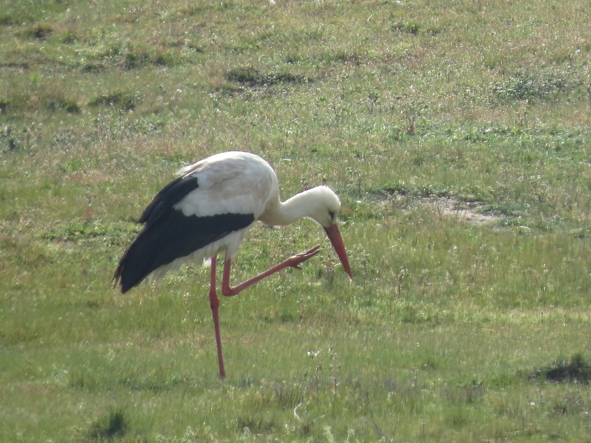 シュバシコウ - ML645636915