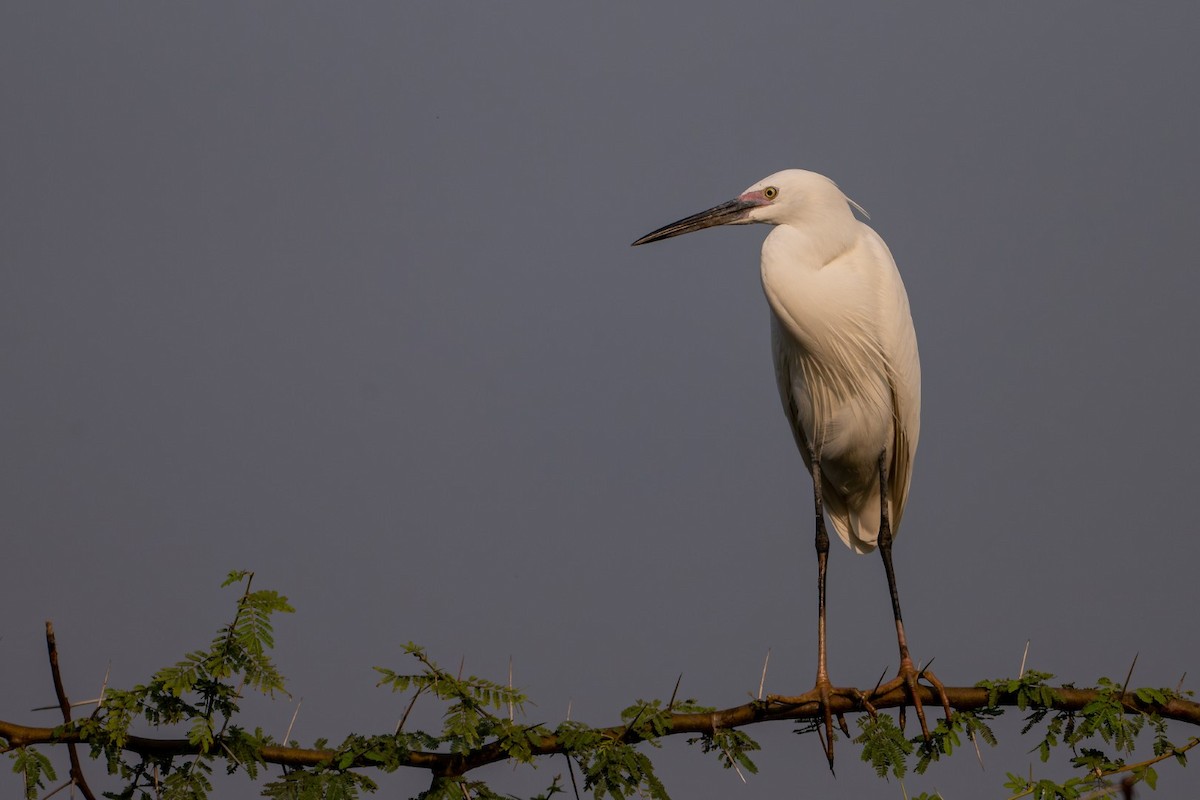 アマサギ - ML645636917