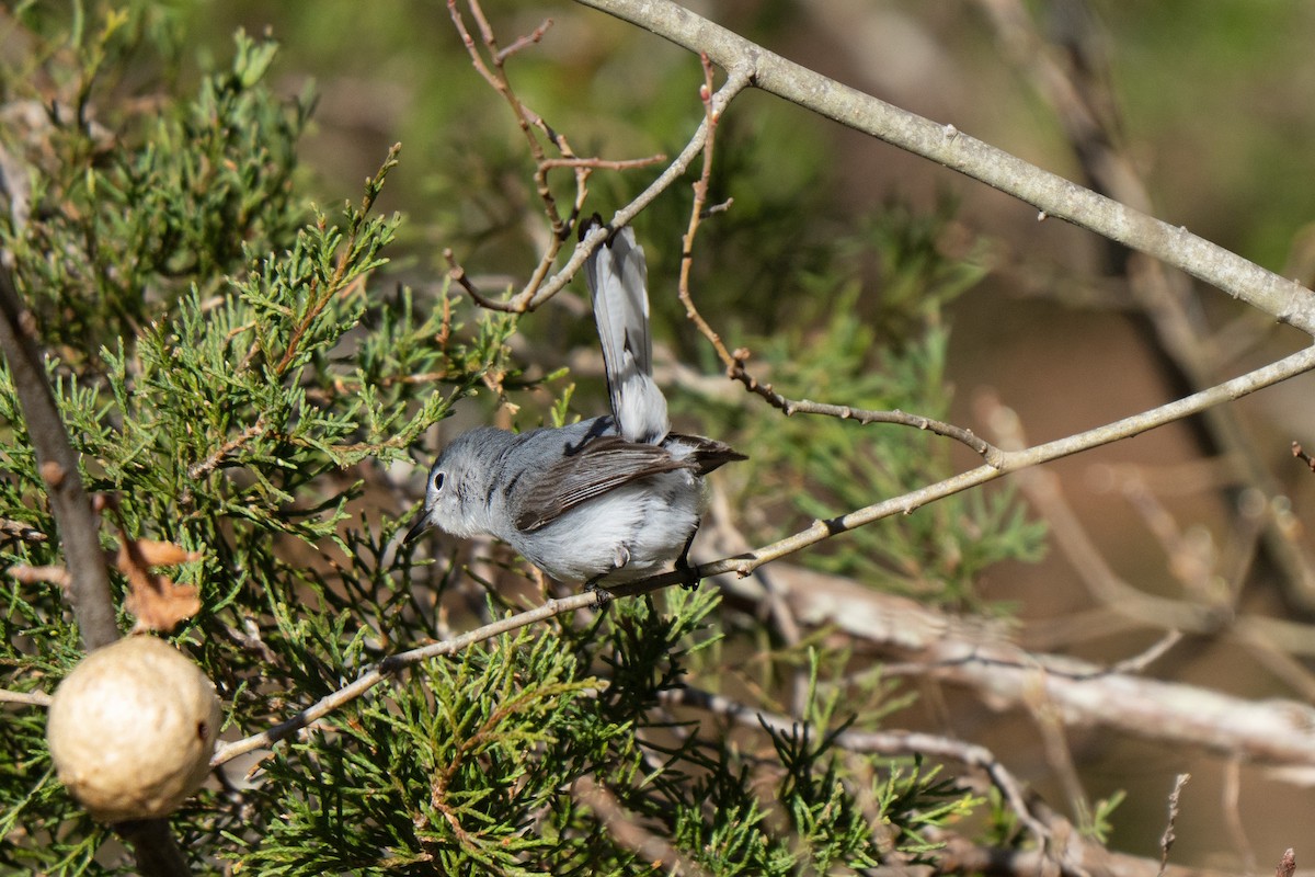 ブユムシクイ - ML645636918