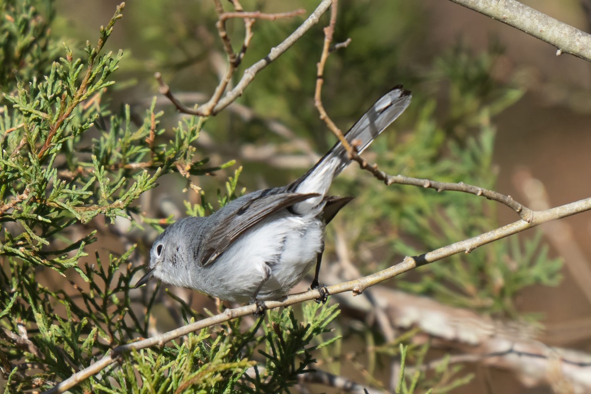 ブユムシクイ - ML645636919