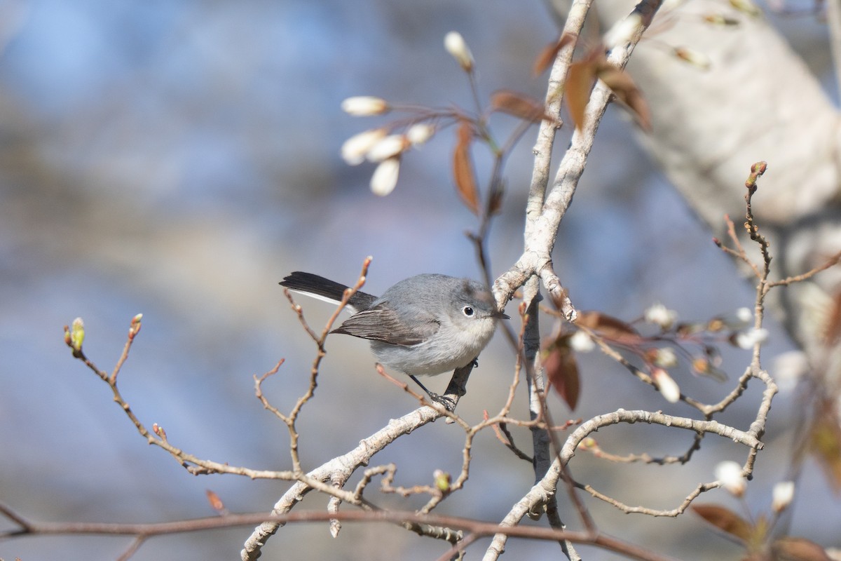 ブユムシクイ - ML645636920