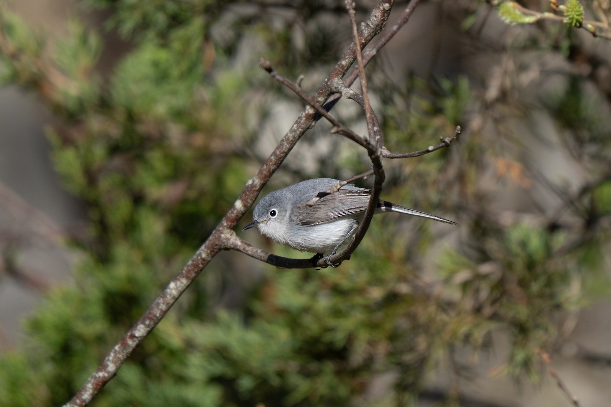 ブユムシクイ - ML645636922