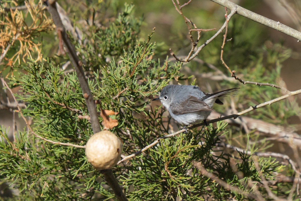 ブユムシクイ - ML645636923