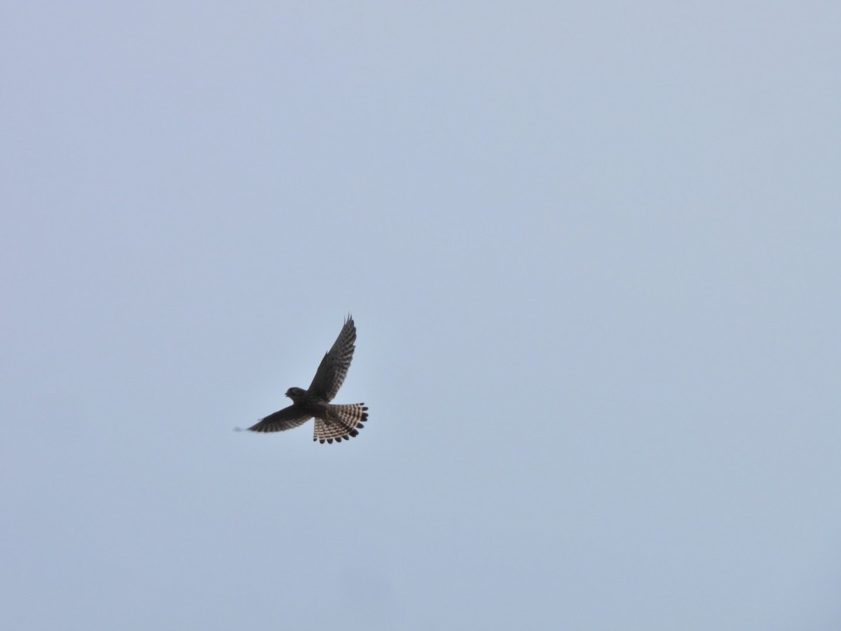 チョウゲンボウ（canariensis／dacotiae） - ML645636930