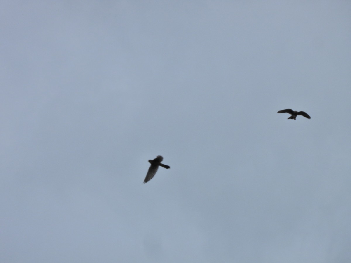 チョウゲンボウ（canariensis／dacotiae） - ML645636931