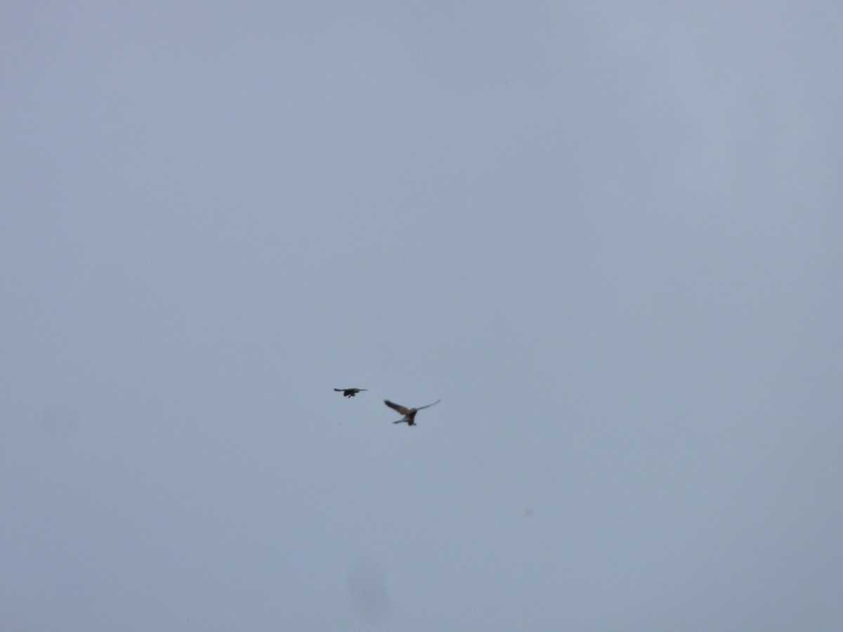 チョウゲンボウ（canariensis／dacotiae） - ML645636933