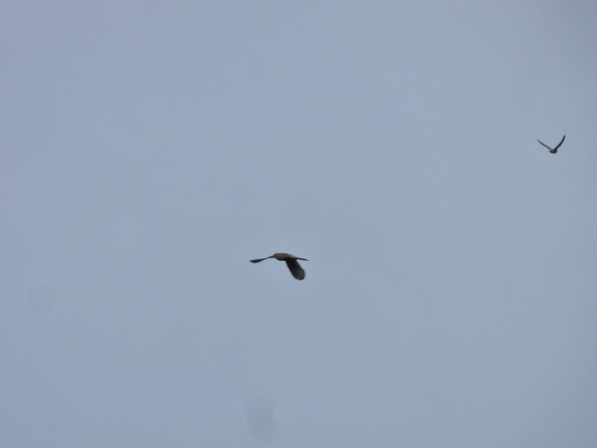 チョウゲンボウ（canariensis／dacotiae） - ML645636934