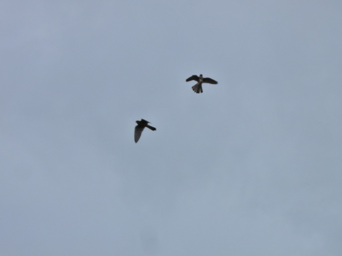 チョウゲンボウ（canariensis／dacotiae） - ML645636937