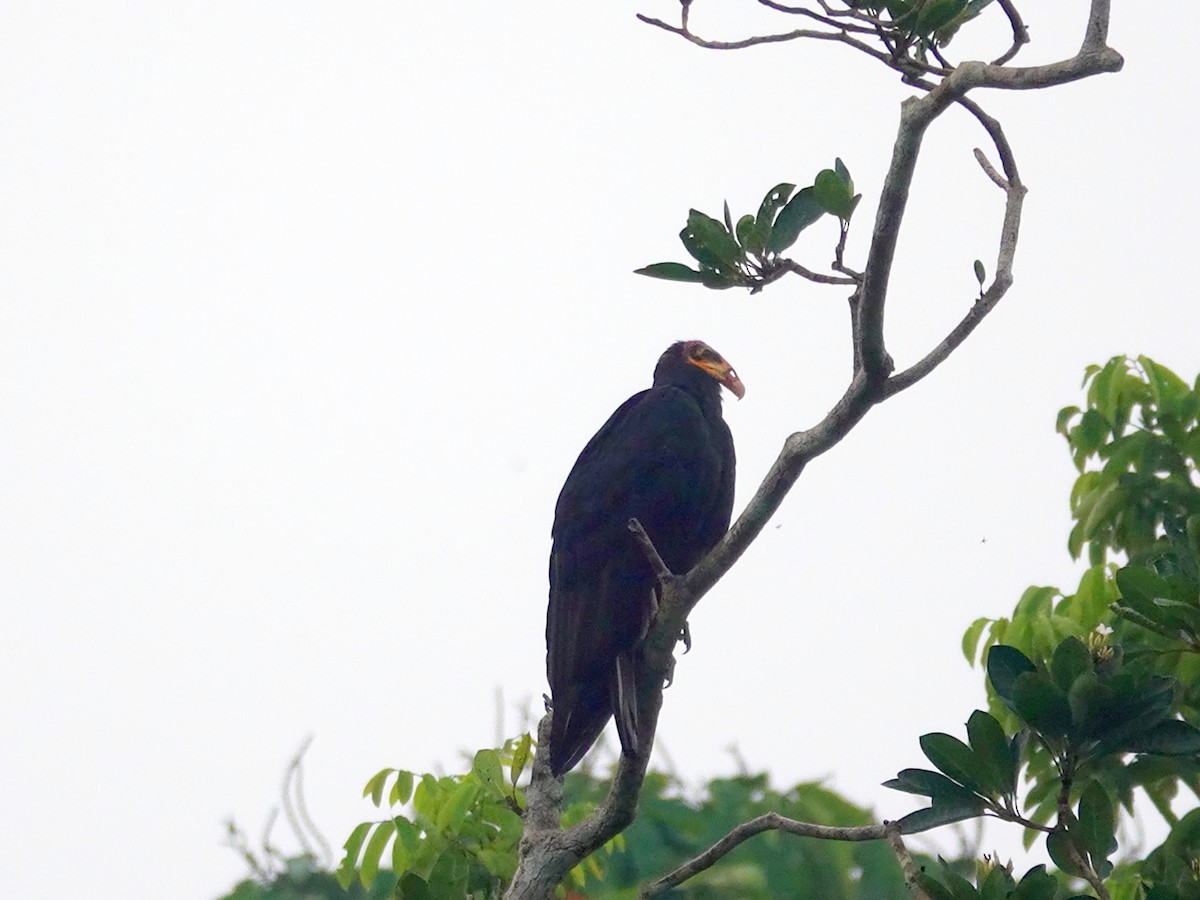 オオキガシラコンドル - ML645636938