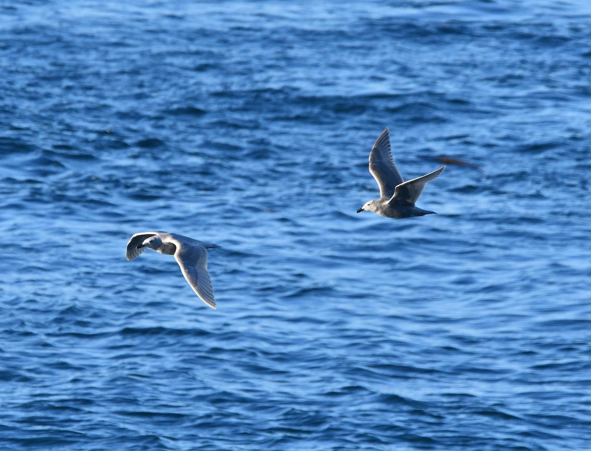 ワシカモメ - ML645636939