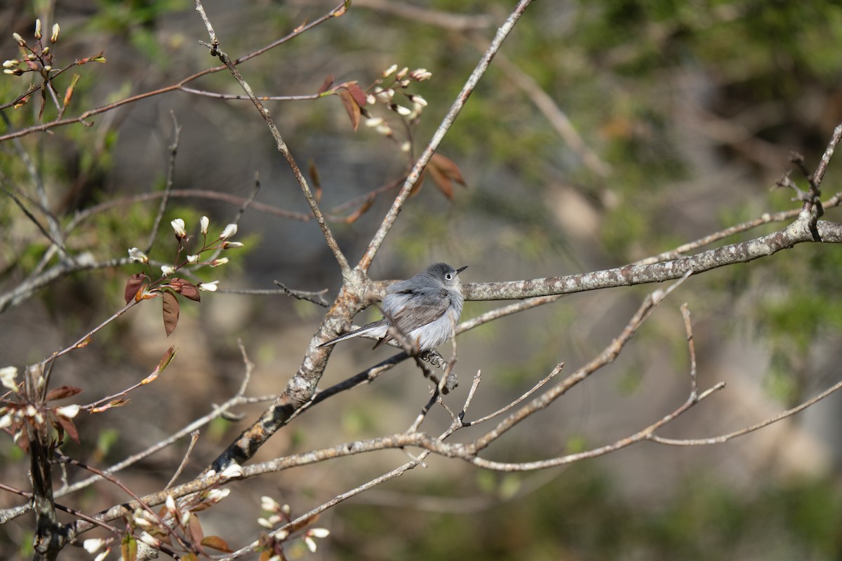 Blue-gray Gnatcatcher - ML645636940