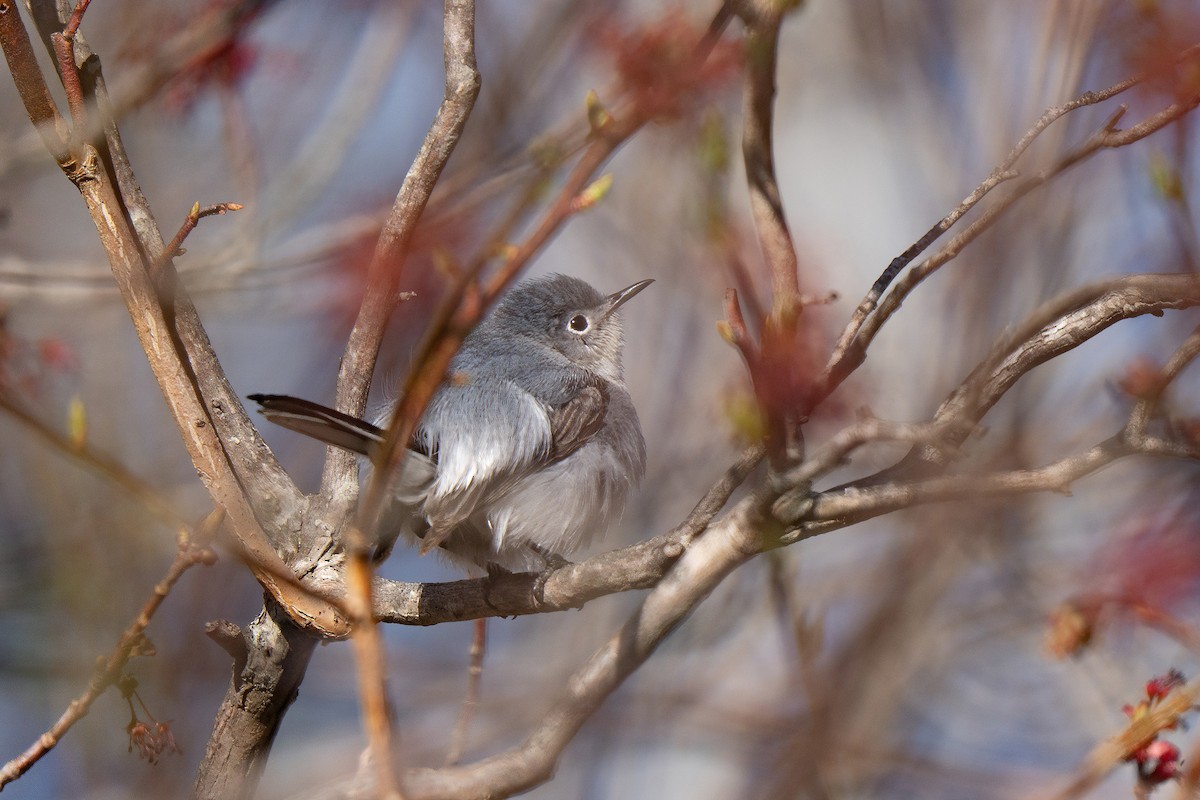 Blue-gray Gnatcatcher - ML645636941