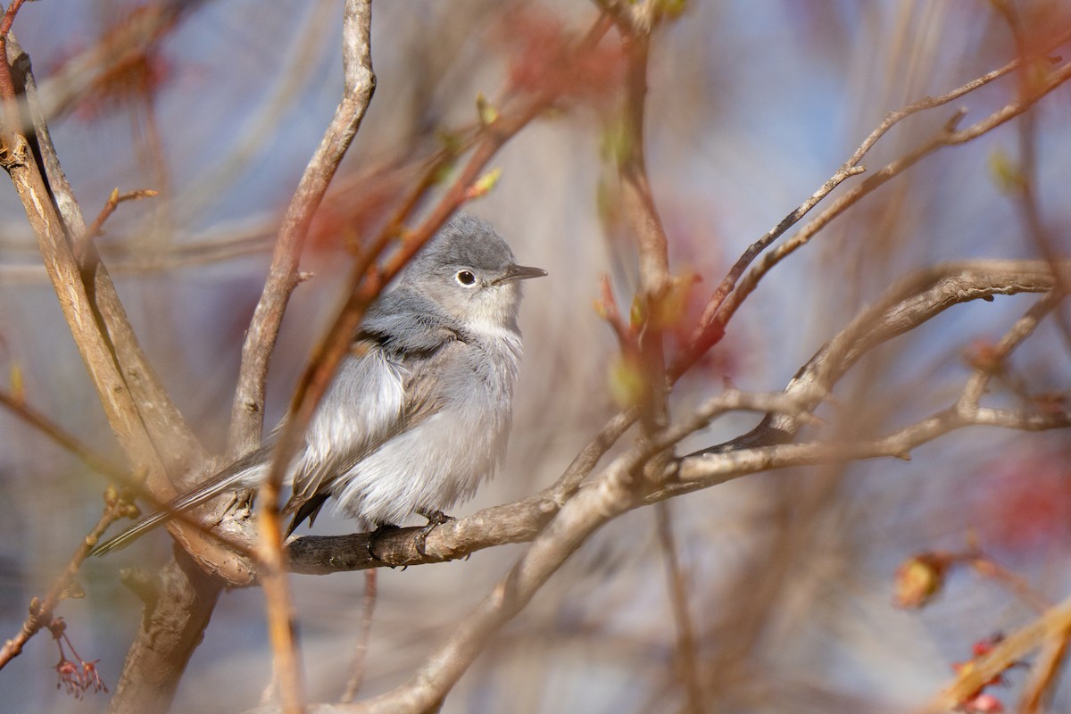 Blue-gray Gnatcatcher - ML645636942