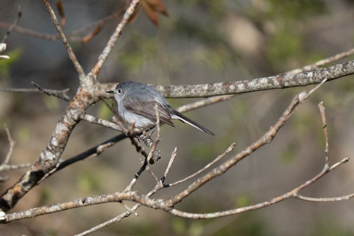Blue-gray Gnatcatcher - ML645636943