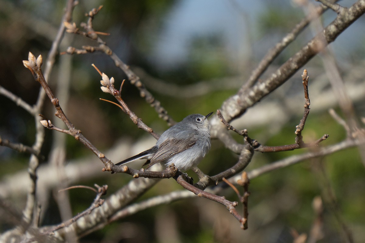 Blue-gray Gnatcatcher - ML645636944